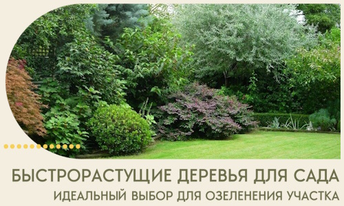 Быстрорастущие деревья для сада идеальный выбор в Кинешме