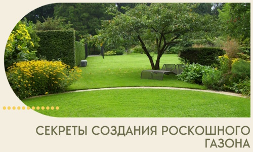 Секреты создания роскошного газона в Кинешме